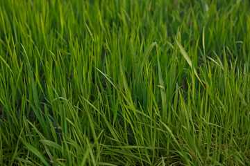 Green lawn with fresh grass outdoors, closeup