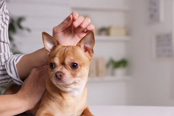 Veterinary holding acupuncture needle near dog's head in clinic, closeup. Animal treatment - obrazy, fototapety, plakaty
