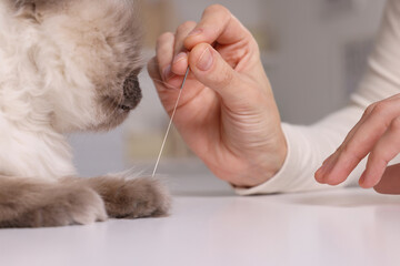 Veterinary holding acupuncture needle near cat's paw indoors, closeup. Animal treatment - obrazy, fototapety, plakaty