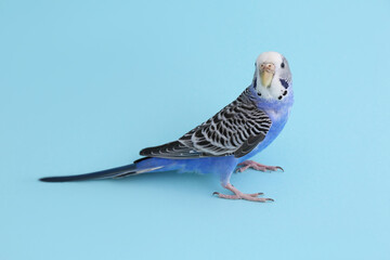 Beautiful parrot on light blue background. Exotic pet