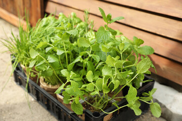 Different aromatic potted herbs in crate near wooden wall, closeup