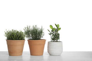 Pots with thyme, bay and rosemary on table against white background