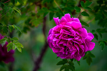 blooming peony