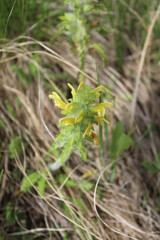 Wood betony closeup at Miami Woods restored tallgrass prairie in Morton Grove, Illinois