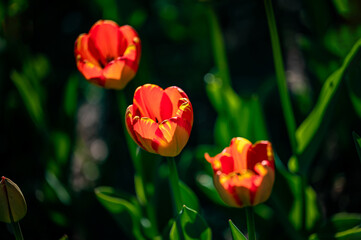 blooming tulips
