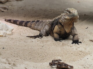 Kuba-Leguan