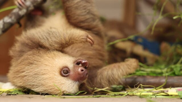 Incredible wildlife 4k footage of lazy young sloth hanging on three, eating, sometimes staring in camera. Tropical Rainforest, Conservation Park, Costa Rica. Cute sloth in natural habitat jungle.