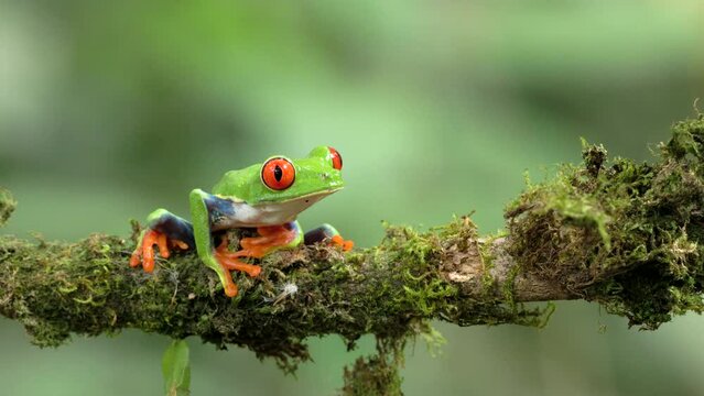 a red-eyed tree frog sitting on a branch walks out of the frame at sarapiqui in costa rica