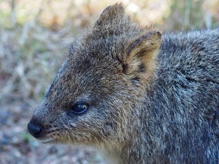 A closeup portrait of a charming bright-eyed Quokka in natural beauty.