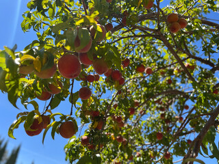 Nectarine fruit tree
