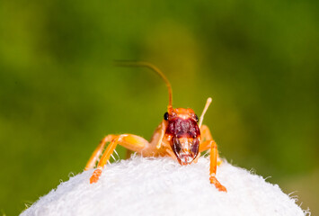 Wild Cricket Spotted in Australian Garden
