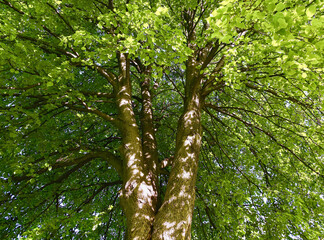 Looking up a tree trunk towards the branches and leaves