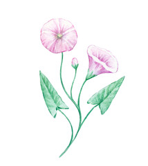 Detailed realistic watercolor botanical illustration. Field bindweed isolated on white background. 