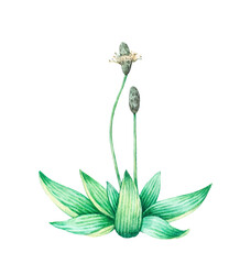 Detailed realistic watercolor botanical illustration. Plantain, plantago lanceolata, isolated on white background.