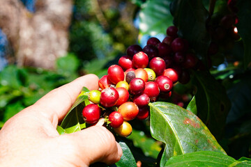 farmers harvest cherry coffee beans ripe red beans red berry plant fresh coffee beans coffee beans...