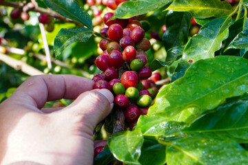 farmers harvest cherry coffee beans ripe red beans red berry plant fresh coffee beans coffee beans...