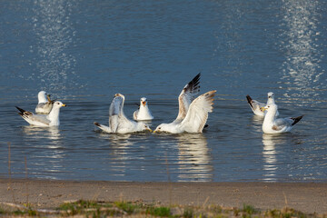 Seagull duel for a dead fish. Natural scene from lake Michigan.