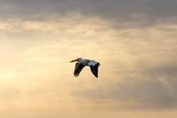 Pelican flying at sunrise over Lake Michigan