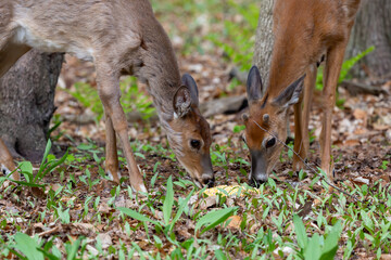 In the spring, animals change their fur from winter to summer