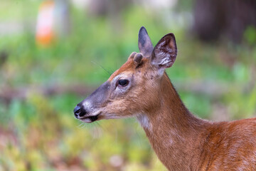 Young white tailed deer with growing antlers in velvet. Natural scene from Wisconsin.