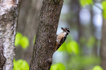 The hairy woodpecker (Leuconotopicus villosus). Natural scene from Wisconsin state park during nesting.