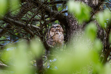 Young great horned owl (Bubo virginianus ) in Wisconsin state park.