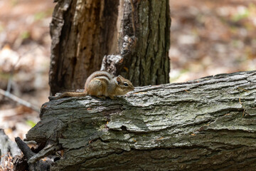 The  (Tamias striatus) is  small, striped rodent  found in North America.