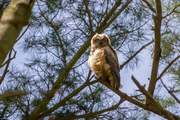 Young great horned owl (Bubo virginianus ) in Wisconsin state park.