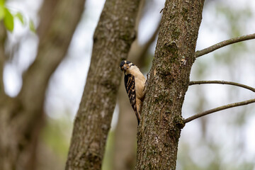 The hairy woodpecker (Leuconotopicus villosus). Natural scene from Wisconsin state park during nesting.