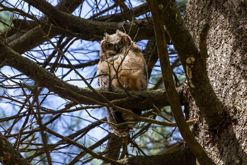 Young great horned owl (Bubo virginianus ) in Wisconsin state park.