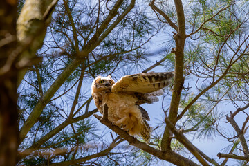Young great horned owl (Bubo virginianus ) in Wisconsin state park.