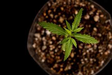 Cannabis sprout close-up isolated in soil background. Fresh young marijuana seedling. Baby hemp with small leaves grows in coconut soil, flat lay. Micro growing concept