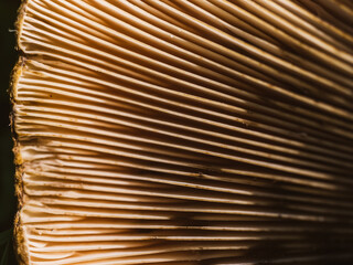 Close up of a mushroom