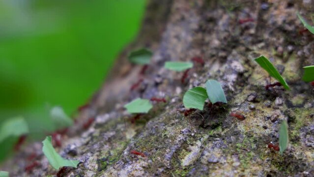 Incredible wildlife 4k macro footage of Leafcutter ants carrying down pieces of leaves across jungle to their nest in rainforest. Close-up of colony leaf-cutting ants crawling on a log. Costa Rica