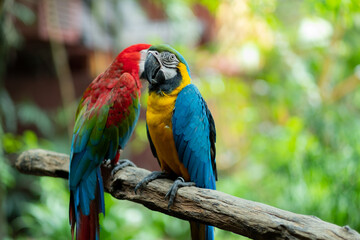 Plakat closeup parrot with blur background, nature bird, macaw