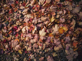 autumn leaves on the ground