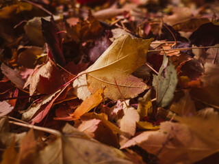 autumn leaves