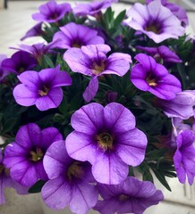 flowers in the garden