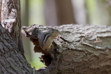 The  (Tamias striatus) is  small, striped rodent  found in North America.
