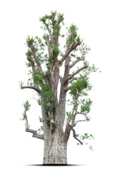 Obraz premium Spring tree isolated on white background, tree with few leaves.