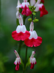 Close up cherrysage flowers