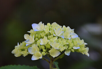 Close up hydrangea flowers