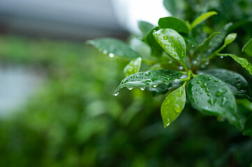 Water on leave background, Green leaf nature , droplet, rainning
