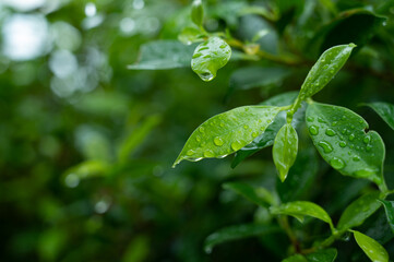 Water on leave background, Green leaf nature , droplet, rainning