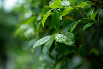 Water on leave background, Green leaf nature , droplet, rainning