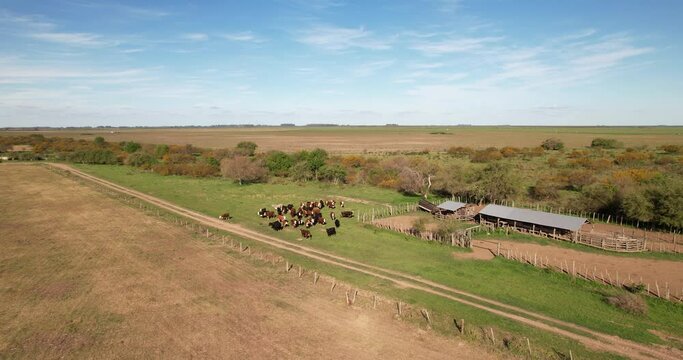 Aerial view of a farm with a stable of cows, the cattle are waiting to be vaccinated. the cows are loose. a beautiful day with blue sky.
