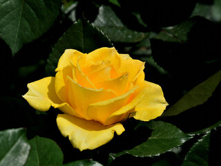 Close up a yellow rose flower