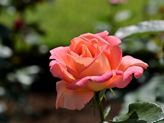 Close up a pink rose flower