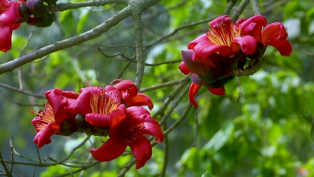 Beautiful fire-red flowers are blooming on the whole Red silk-cotton tree. Red flowers tree view in on midday against the sun.