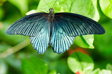 butterfly on leaf